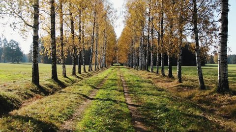 Smooth forward movement along a rural road along a birch alley in autumn in sunny weather. Beautiful landscape of autumn yellowed trees.