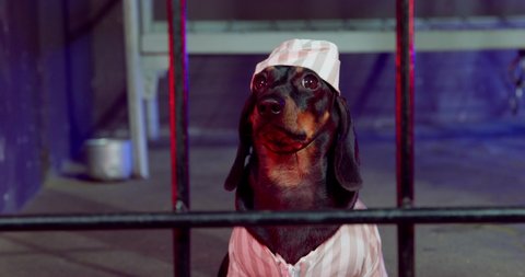 Poor dachshund puppy in striped prison uniform with a cap is sitting in solitary confinement, close up front view. Dog was put in jail for bad behavior or violation of the law, or by mistake.