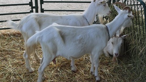 White Goats in Pen at Animal Farm