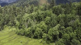 Aerial video of a forest in an outdoor park in Bomi, Tibet, China