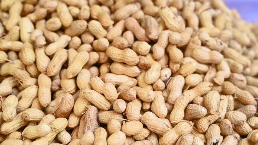 Close-up shot of Uncleaned shelled peanuts or groundnut, 4k moving Footage in daylight. Royalty-Free Stock Footage #1080495011