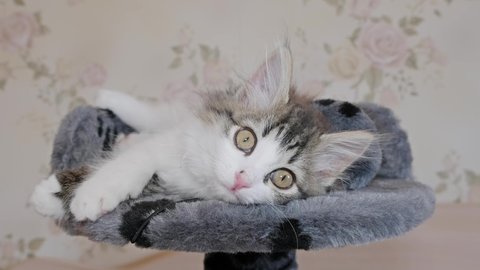 Pretty Siberian longhaired kitten is lying on bed and looking, 4k