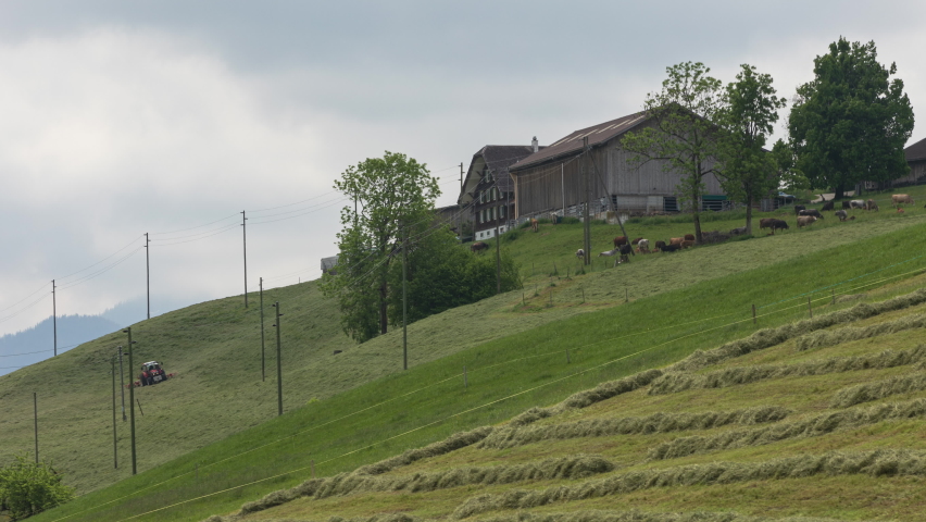 Time Lapse, Tractor turning grass into hay on the grassland with a hay tedder. Cows and Cattle grassing in the Swiss Alps. Entlebuch, Canton Lucerne, Switzerland