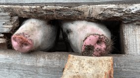 Pigs in the pen are hunting for food. Funny video.