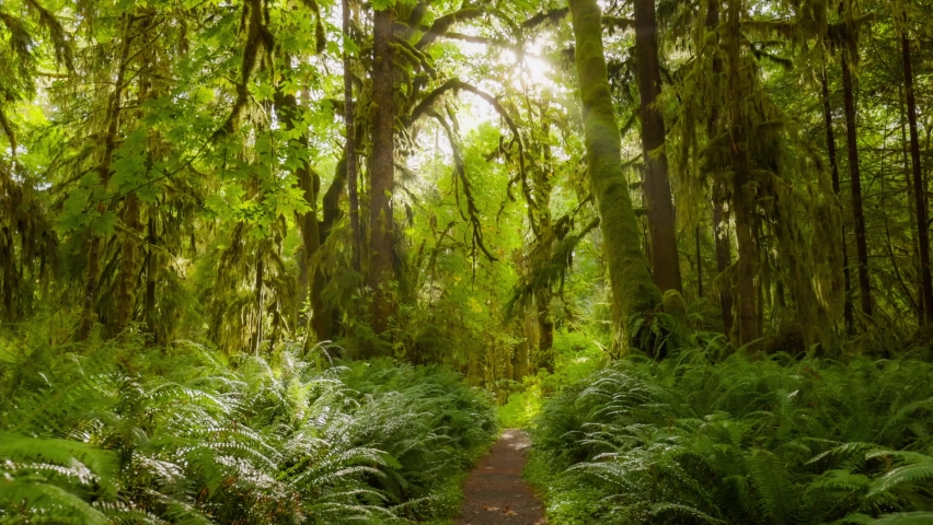 Rain forest in Olympic National Park, Washington, United States. Camera moves along path among trees overgrown with moss and bushes. HDR 4K gimbal shot