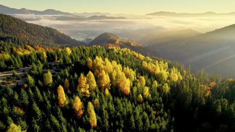 Epic aerial flight over sunrise in autumn mountains. Yellow and red autumn trees, morning fog on the background. Autumn nature forest background