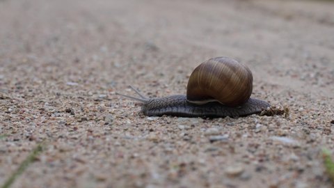 Macro close-up of of a large burgundy snail crawls on wet gravel road. 