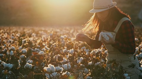Blooming cotton field, evaluates crop, before harvest, under a golden sunset