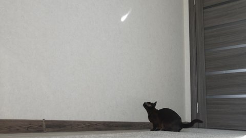 Funny cat is jumping and hunting at home. Brown burmese cat.