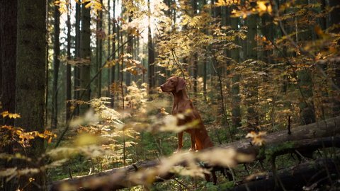 dog in the autumn forest. Hungarian vizsla in nature
