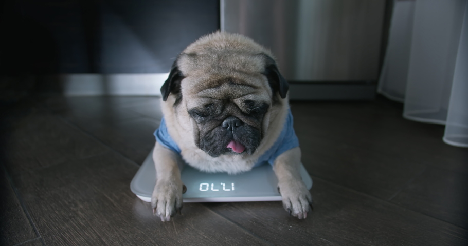 Cute, funny pug dog lying sad on the scales near the fridge. Upset about overweight problem. Funny plump, overeating, fat dog concept. Kitchen interior Royalty-Free Stock Footage #1080518369