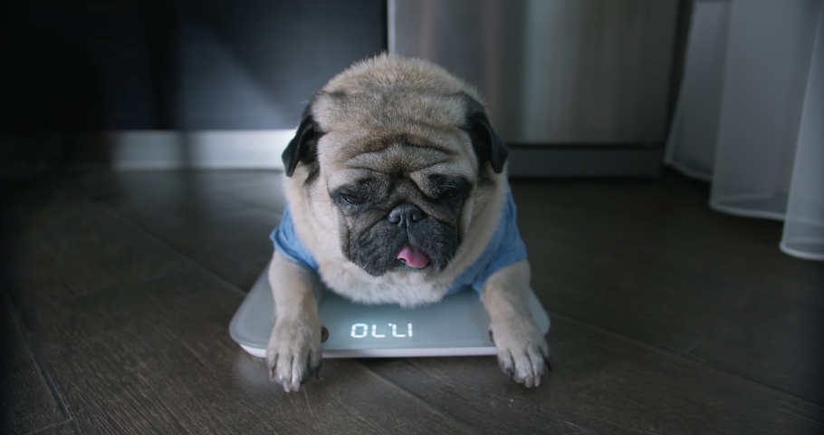 Cute, funny pug dog lying sad on the scales near the fridge. Upset about overweight problem. Funny plump, overeating, fat dog concept. Kitchen interior Royalty-Free Stock Footage #1080518369