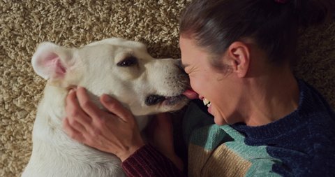 Top Down Shot: Portrait of Adorable Labrador Retriever at Home, Getting Pets and Cuddles From his Owner. Girl Plays with Her Dog, Best Friend. She Scratches Super Happy Doggy in Living Roomの動画素材