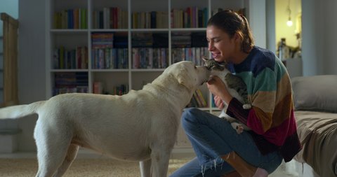 Cinematic authentic shot of happy woman presenting new member of family cat to her curious pet labrador retriever dog while having fun together on carpet in living room at home. 