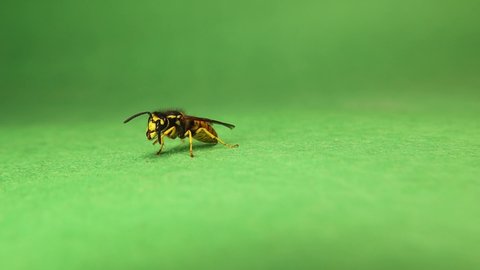 European wasp on green background.
Also called yellow hornet, German wasp, German yellowjacket, vespula germanica.
Yellow wasp cleaning itself.
Insect isolated in the studio.
Social insects.
Bugs, bug