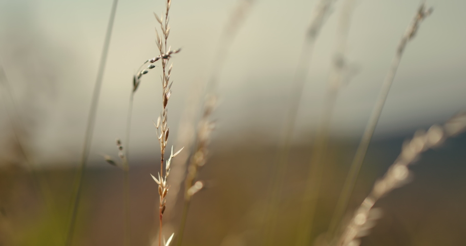 Close up on tall grass moving in the wind in a field with hills and sunbeam in the background. Royalty-Free Stock Footage #1080519629