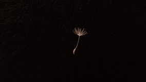 Detailed closeup beautiful dandelion seed spins on itself on black background.
Dandelions seeds fly, blowing isolated.
It is used to video presentation, animation movie, Cinematic clip or film project
