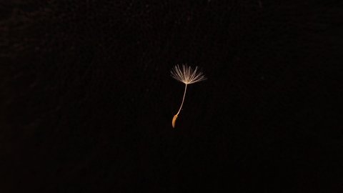 Detailed closeup beautiful dandelion seed spins on itself on black background.
Dandelions seeds fly, blowing isolated.
It is used to video presentation, animation movie, Cinematic clip or film project