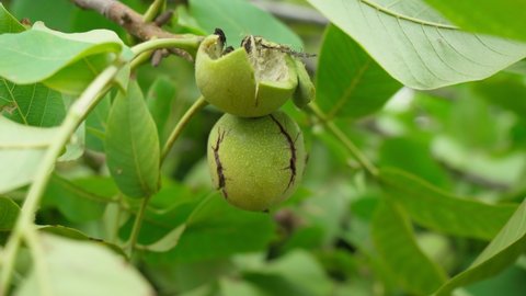 Walnut is the nut of any tree of the genus Juglans Family.