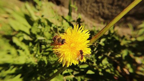 Hoverflies sip nectar from a dandelion flower.
1. Marmalade hoverfly (Episyrphus balteatus)
2. common drone fly (Eristalis tenax)
They aren't bees.
Insects pollinate flowers.
Amazingly flying bugs