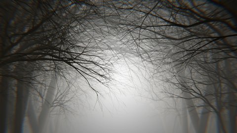 4K looping animation of night forest alley in a fog. Winter, autumn forest. 3d Loop animation video.