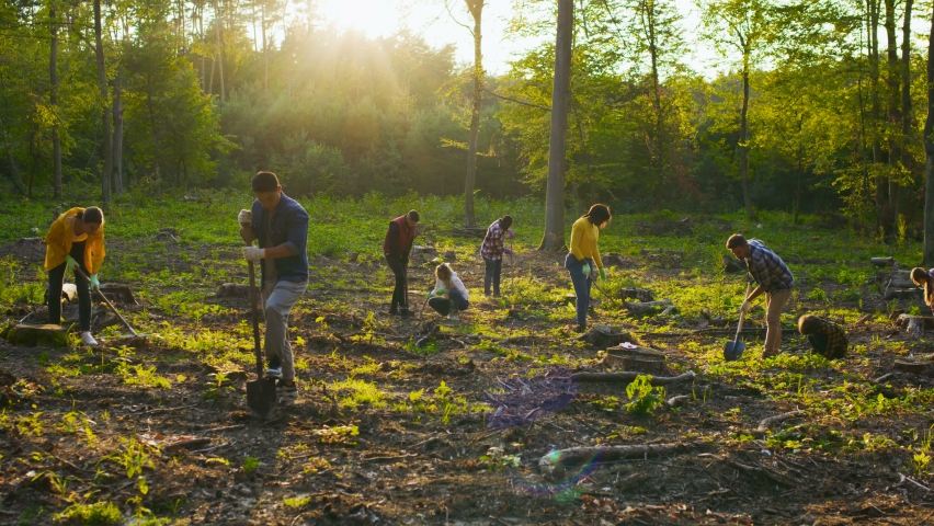 Group of multicultural happy eco activists plants tree at sunset. Diverse people is planting tree. Happy group of males and females with shovels and planting plant in soil Royalty-Free Stock Footage #1080524192