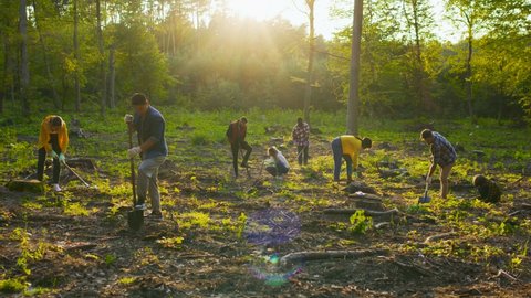 Group of multicultural happy eco activists plants tree at sunset. Diverse people is planting tree. Happy group of males and females with shovels and planting plant in soil