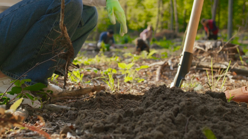 Close up view of the man and woman environmental volunteers planting trees together and with other people at the background. Reforestation concept Royalty-Free Stock Footage #1080524315