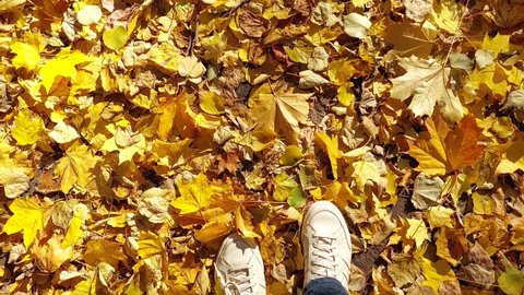Feet in sneakers and jeans walk on yellow fallen leaves. The concept of golden autumn. A walk in the park, the rustling of leaves.