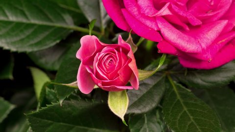 Beautiful macro time lapse video of a pink rose growing macro time lapse