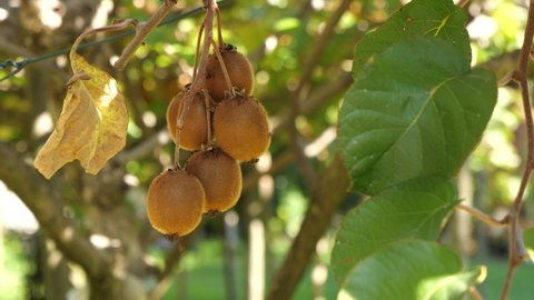 ripe kiwi fruits on the kiwi tree, fruits ready to be harvested, exotic fruit cultivation