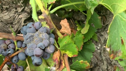 Bunch of Red Grapes infected with Botrytis cinerea, noble rot - handheld