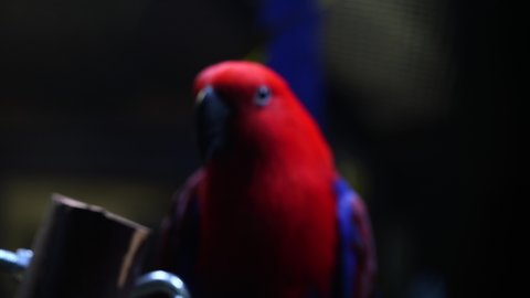 Beautiful Eclectus parrot great quality content