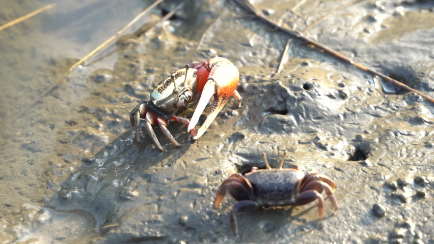 Close up wild crustaceans found in its natural habitat, fiddler crabs foraging and sipping minerals on the muddy tidal flat at Gaomei wetlands preservation area, Taichung, Taiwan.