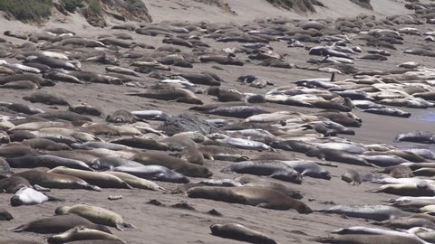 Beach full of elephant seals in San Simeon, California, USA