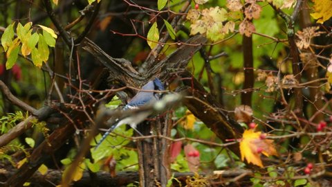Wild Blue Jay pecking at tree branch to find and eat nut during autumn season