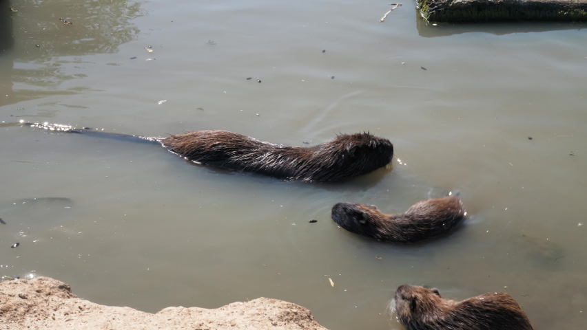 Close-up of nutrias family swimming in a small lily pond