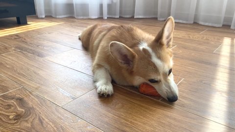 A cute corgi puppy is playing and eating carrots at home on the floor in the sunshine.