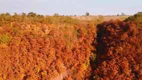 Drone shooting texture of autumn forest trees. Bird's eye view. Location place Dniester canyon, Ukraine, Europe. Cinematic aerial shot. Discover the beauty of earth. Filmed in 4k, drone video.