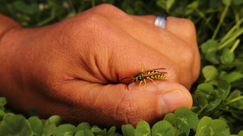 Yellow wasp resting on an exotic vet 