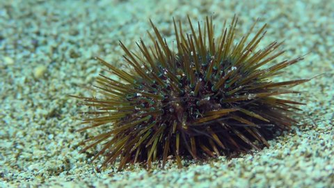 Purple Sea Urchin (Paracentrotus lividus) wiggles needles on the sandy seabed, close-up. Mediterranean, Greece.