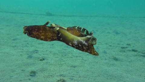 Mottled sea hare or Black seahare (Aplysia fasciata) floats through the water column, then turns and swims away.