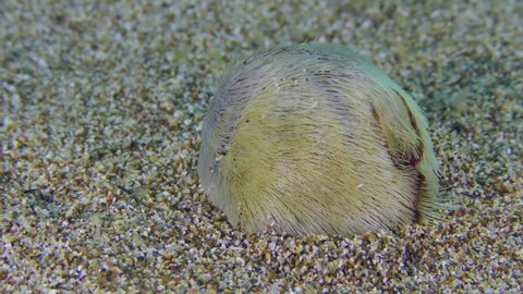 Common heart urchin or Echinocardium mediterraneum (Echinocardium cordatum) buries in the sandy bottom, accelerated 2 times.