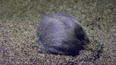 Underwater life: Common heart urchin or Echinocardium mediterraneum (Echinocardium cordatum) buries in the sandy bottom, speed x 8.