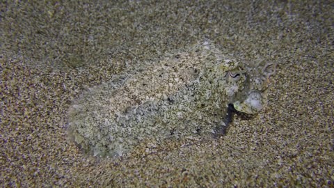 Common cuttlefish (Sepia officinalis) floats over the sandy bottom in search of a landing site, then sinks to the bottom and buries itself in the sand.
