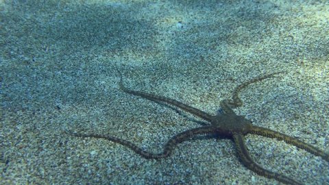 Brittle star slowly crawls in front of the camera along the sandy bottom in shallow water, close-up. Mediterranean.