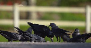 Black Rook and Jackdaw crow birds peck fight over food scraps outdoors slow motion