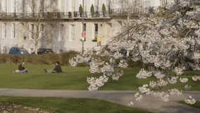 Medium Shot of Blossom Tree In Public Park. High quality video