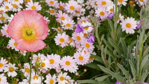 Pink soft daisy flower blossom, delicate marguerite. Natural botanical close up background. Wildflower bloom in spring morning garden or meadow, home gardening in California, USA. Springtime flora.