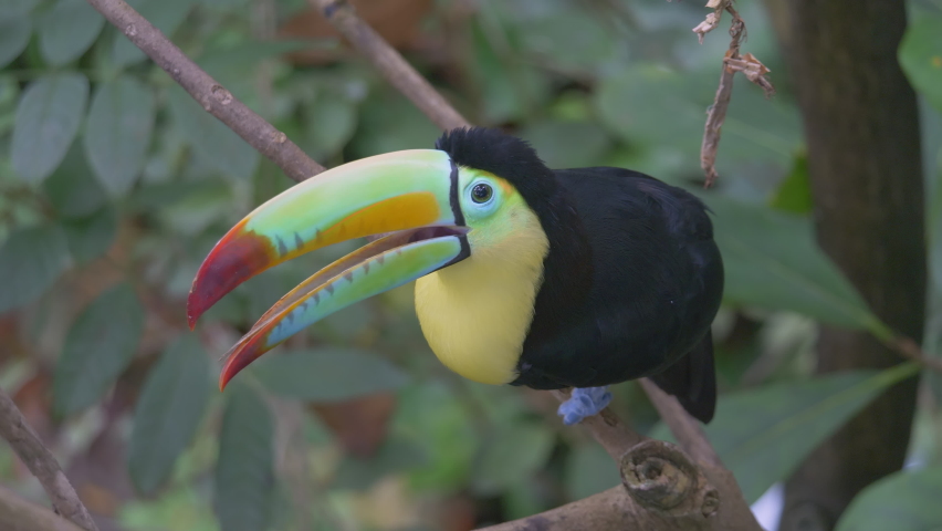 Exotic multi-colored Keel Billed Toucan perched on branch of jungle tree during cloudy day - close up shot in prores resolution